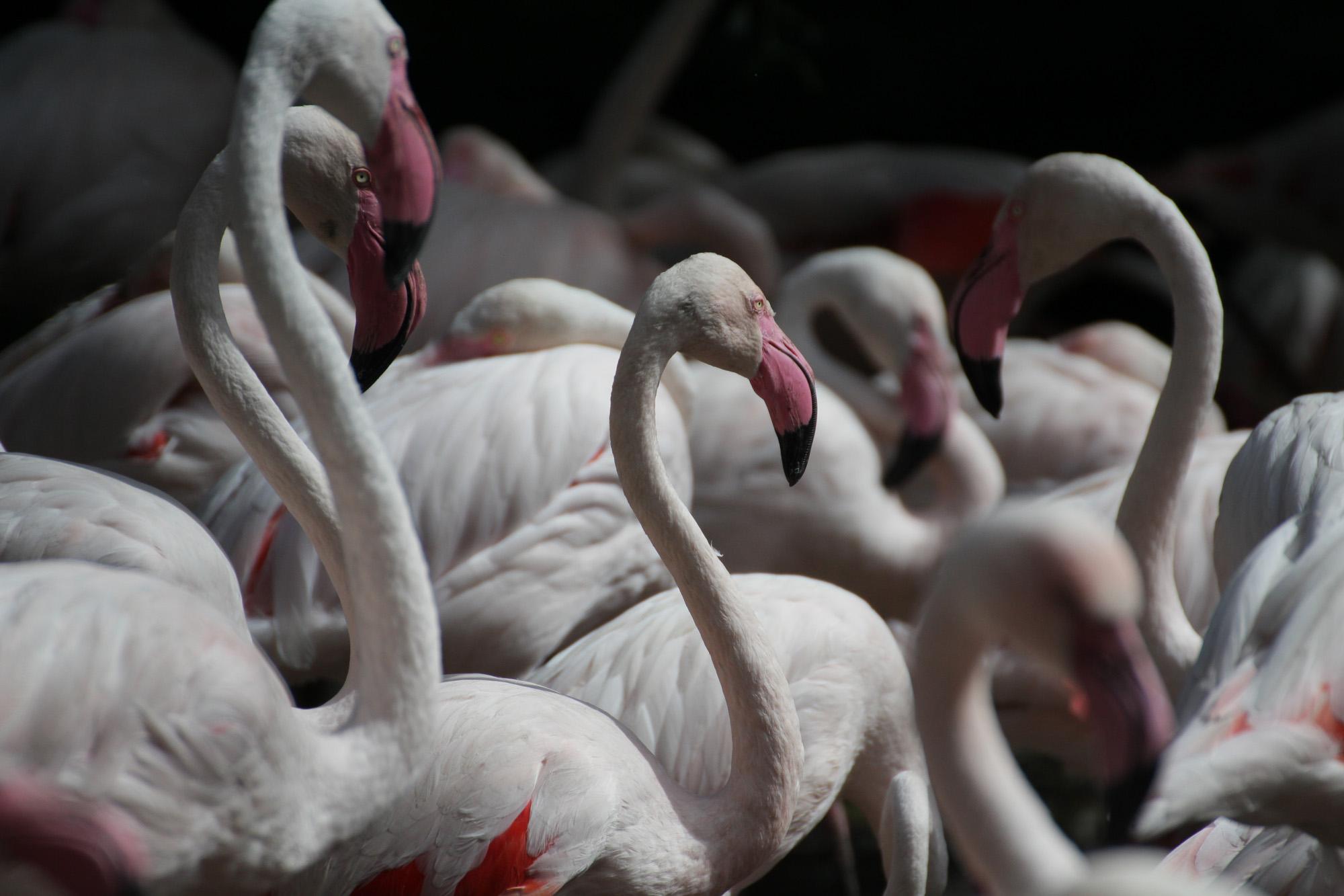 A group of Greater Flamingo.
... between their legs walk very small flamingo. Look up #FlamingoBird