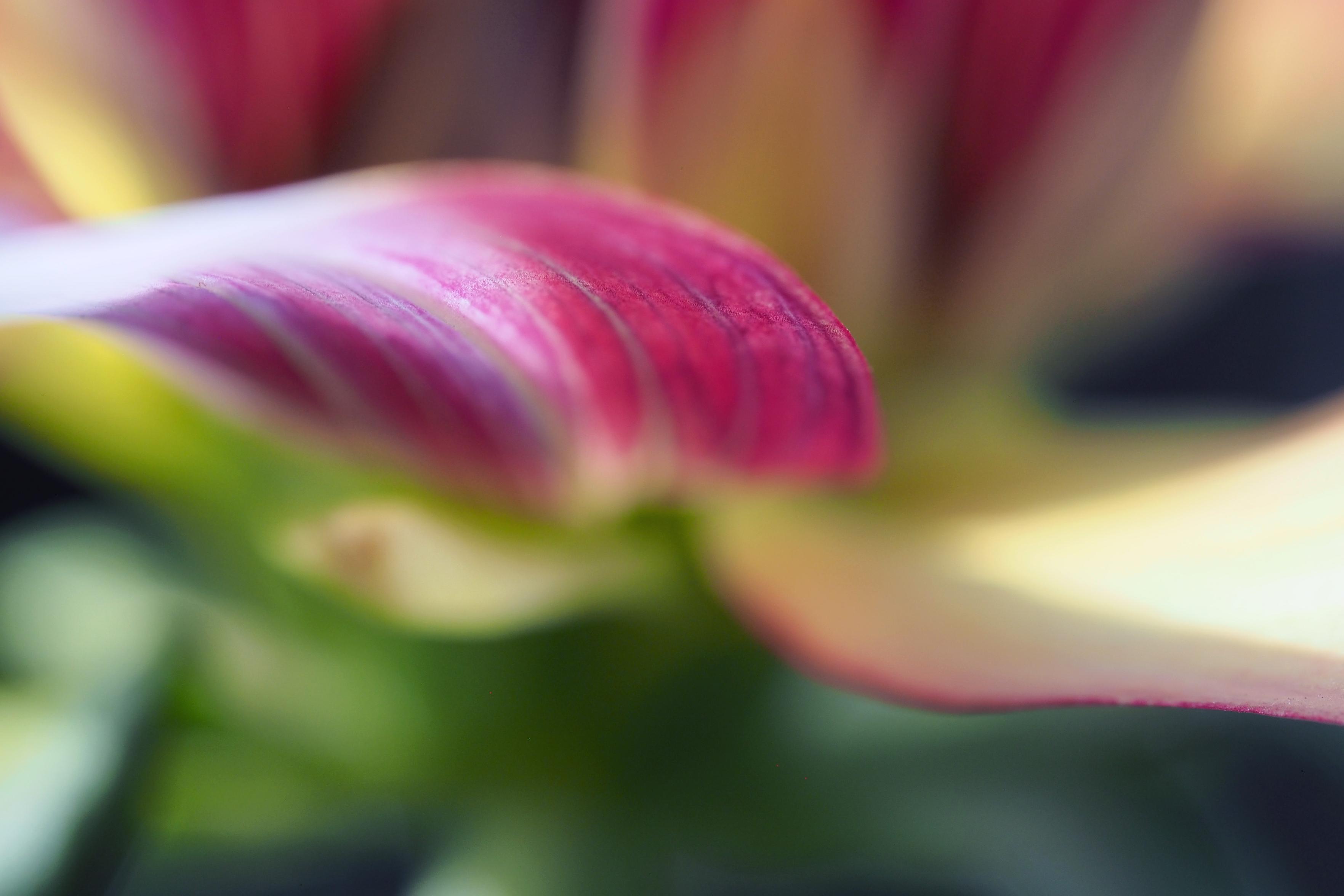 Nahaufnahme von einem pinkfarbenen Dahlienblütenblatt. Der Fokus liegt nur in einem kleinen Bereich vom Blatt, der Rest des Bildes ist unscharf, da Wind die Blüten bewegt hat. Der untere Teil des Bildes sind die grünen Blätter und Stängel, im oberen Bereich wechseln die Farben von pink zu gelb.  

A close-up of a pink dahlia petal. The focus is on just a small area of the petal; the rest of the image is out of focus because the wind was blowing the flowers about. The lower part of the image shows the green leaves and stems, whilst in the upper part the colours change from pink to yellow.