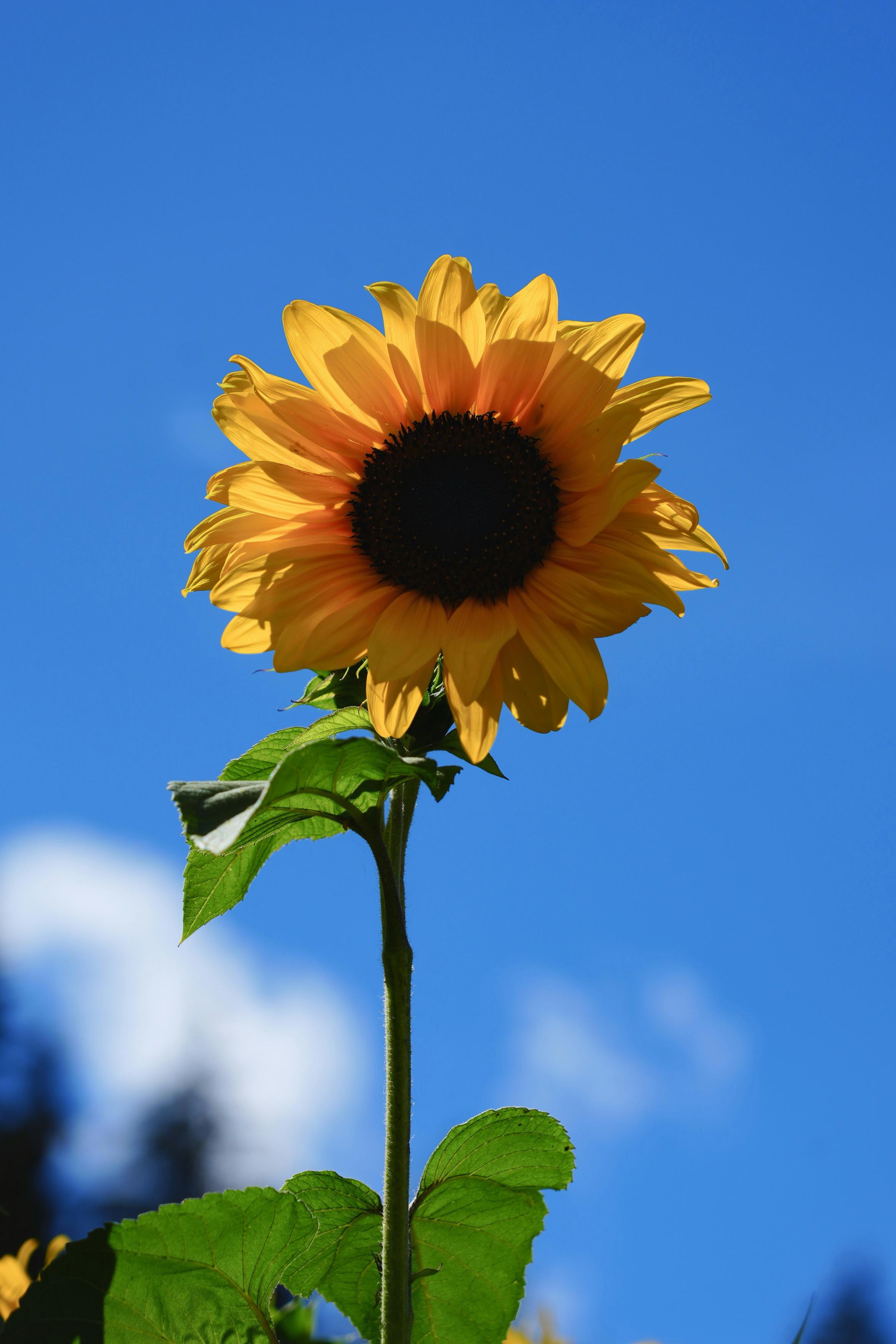 This photo features a vibrant sunflower with its bright yellow petals against a clear blue sky. The sun illuminates the sunflower, highlighting the contrast between its petals and dark center. Green leaves frame the lower part of the flower, adding a touch of natural freshness to the scene.