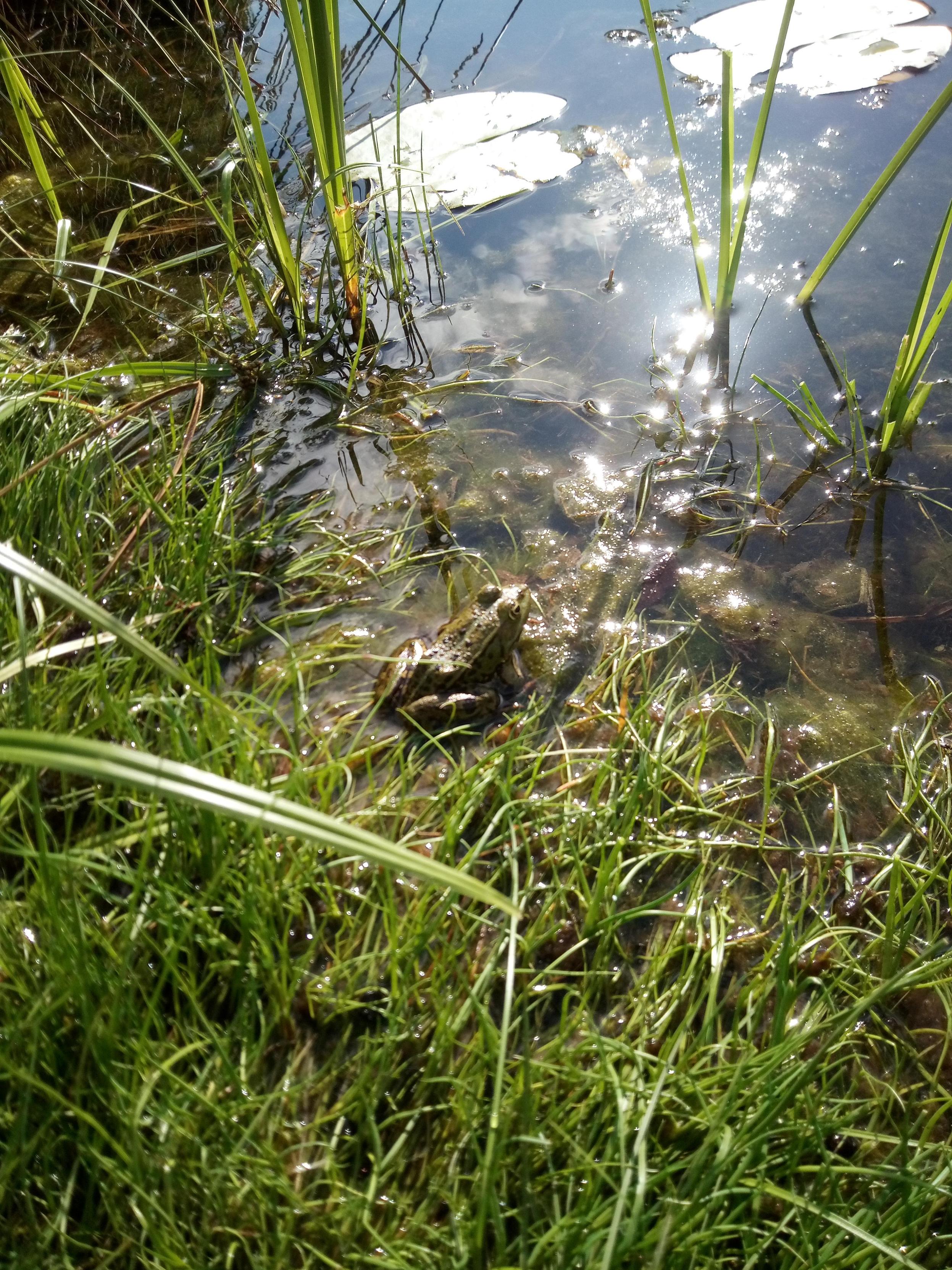 Ein Frosch (Teichfrosch?) sitzt im Übergang von Rasenkante und Wasser, auf der sich die Sonne glitzernd spiegelt. Man erkennt auch Wasserpflanzen.