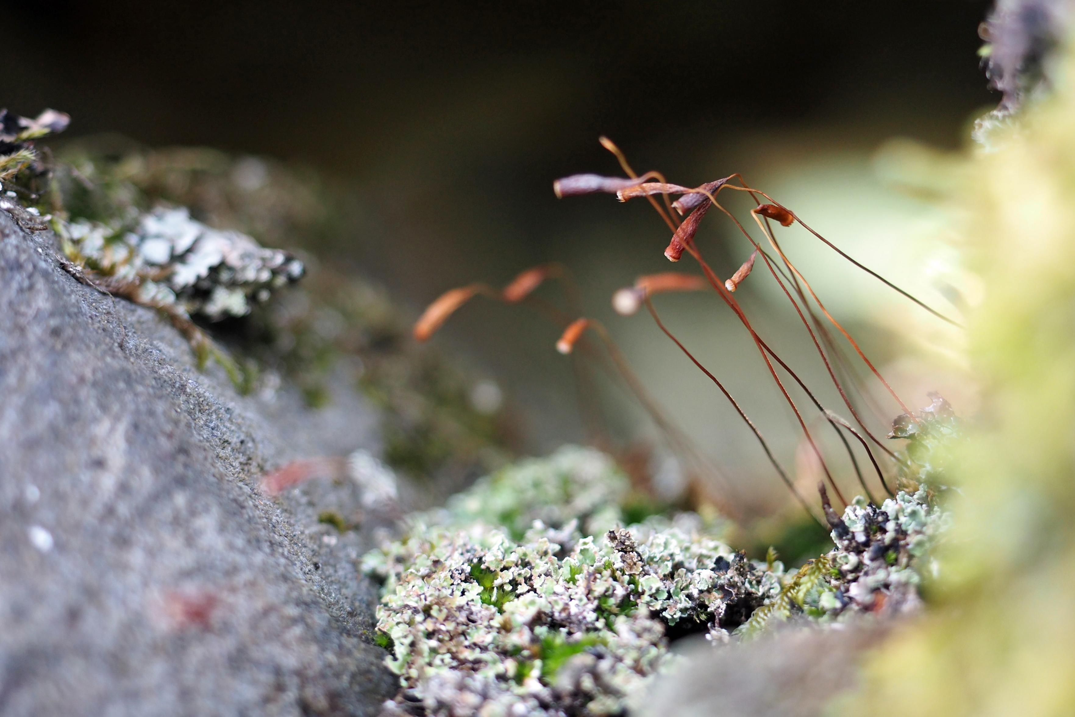 Zwischen grauen Felsen wachsen in einer Spalte grüngrause Moose und Flechten. Rotbraune Sporen lugen aus der Spalte heraus. Der Fokus liegt auf ihnen, der Rest des Bildes ist eher unscharf.

Greenish-grey mosses and lichens grow in a crevice between grey rocks. Reddish-brown spores peek out of the crevice. The focus is on them; the rest of the image is rather out of focus.