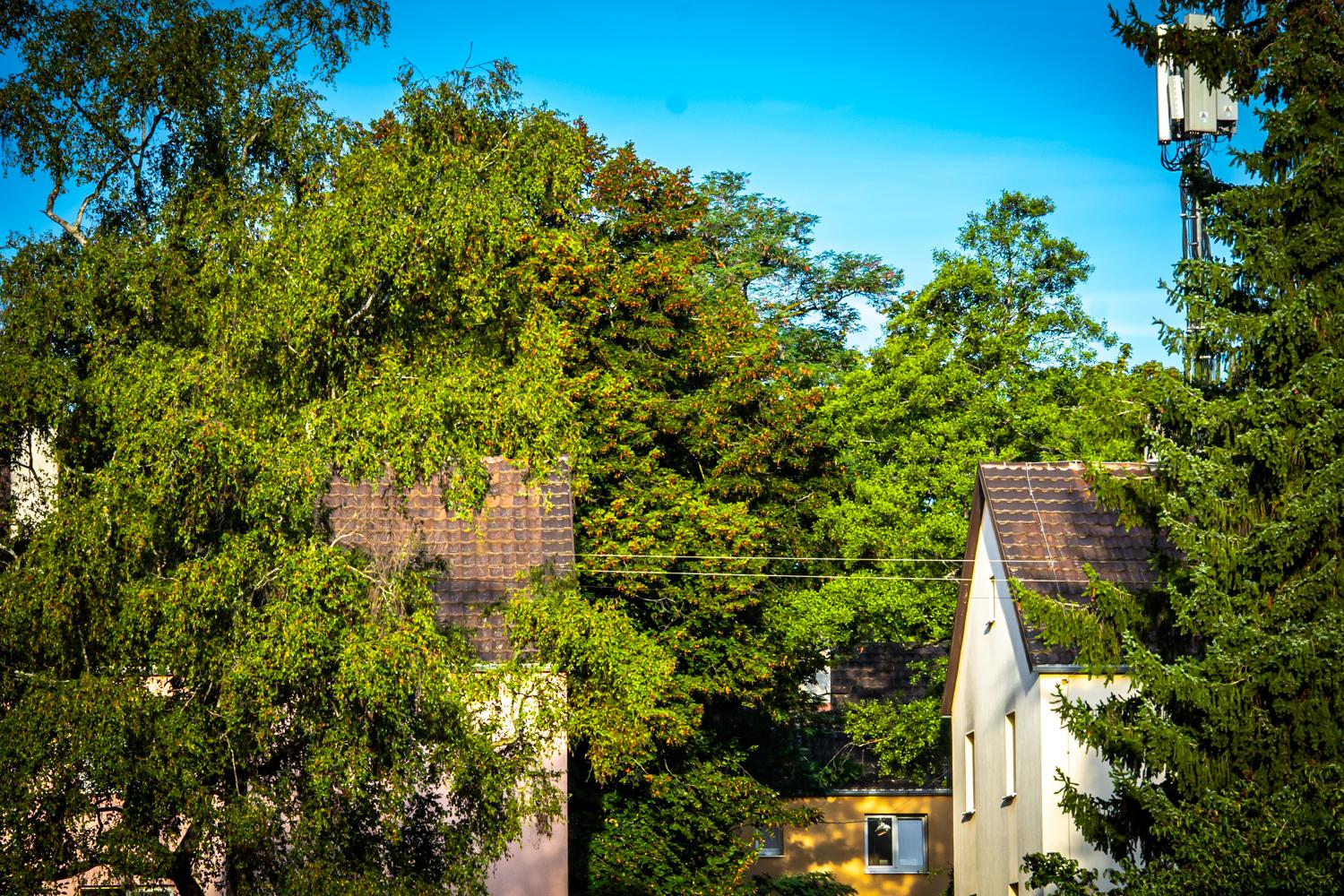 Fotografie einer dicht begrünten Wohnsiedlung mit mehreren Häusern, deren Ziegeldächer zwischen Bäumen und Sträuchern sichtbar sind. Im Vordergrund und an den Seiten stehen grosse Bäume, im Hintergrund sind weitere Gebäude zu erkennen. Ein tiefblauer, wolkenloser Himmel bildet den oberen Bildbereich. Über den Dächern verlaufen zwei dünne Leitungen, rechts ist ein Mast mit technischen Anlagen sichtbar.