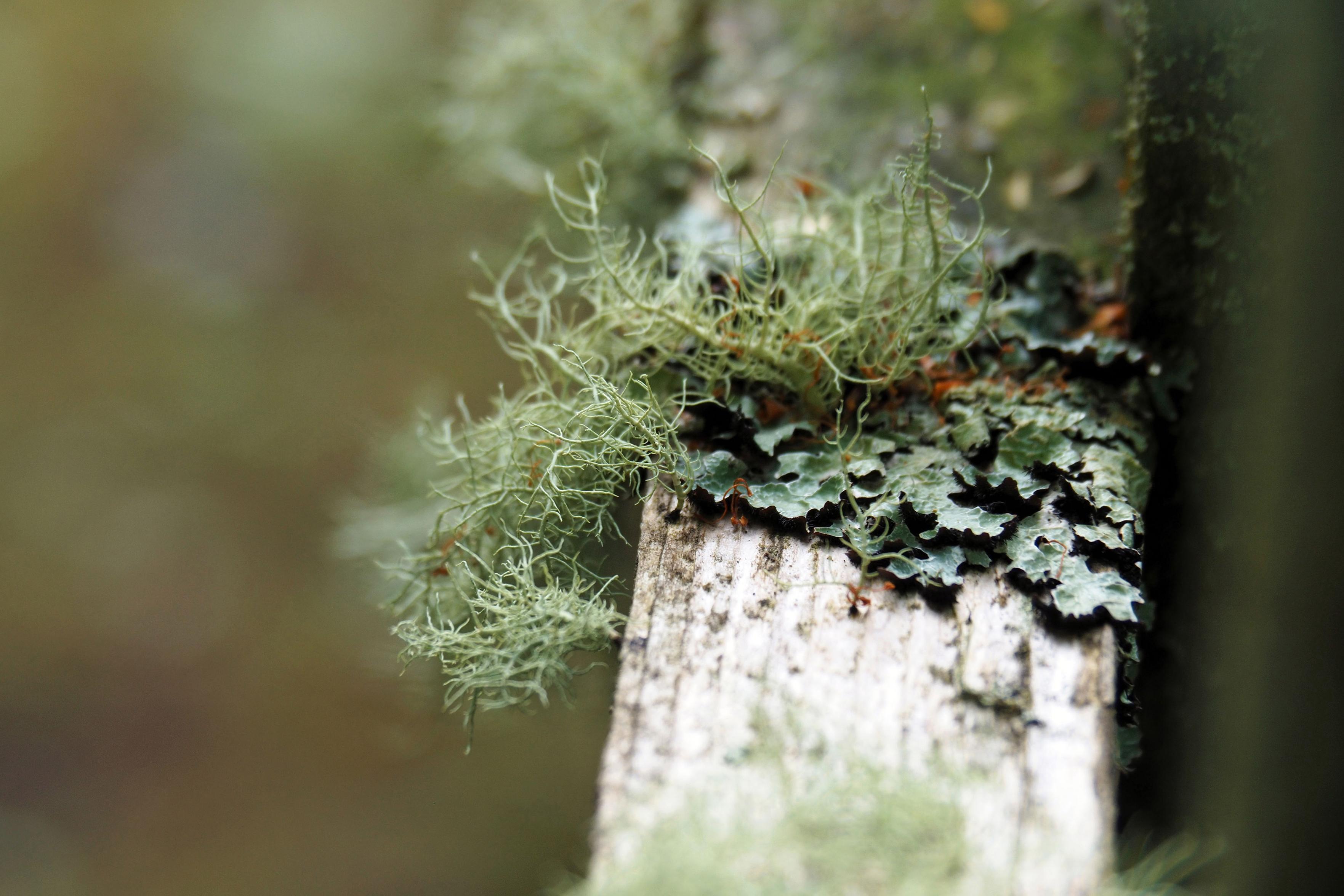Auf einer Rückenlehne aus Holz, grau und verwittert, wachsen grau-grüne Moose und Flechten. Der Fokus liegt auf diesen, der Rest des Bildes ist unscharf.

Grey-green mosses and lichens are growing on a wooden backrest, which is grey and weathered. The focus is on these; the rest of the image is out of focus.