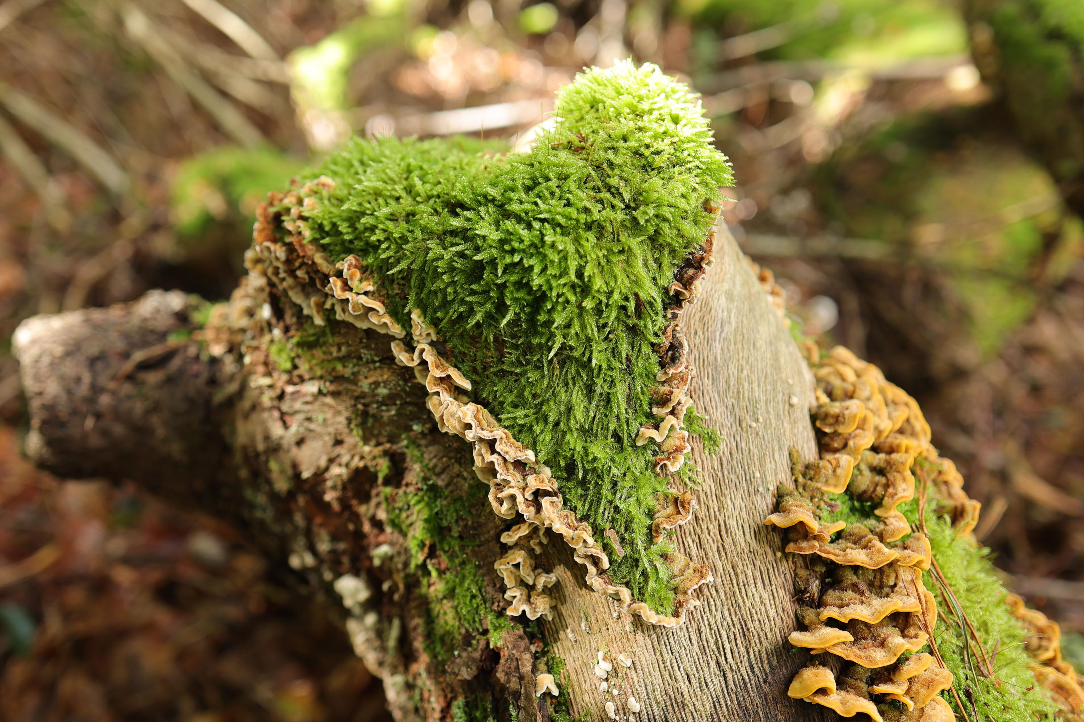 Ein herzförmiges Gebilde aus grünem Moos, umrahmt von beigebraunen Pilzen auf einem Stück Totholz im Wald.

A heart-shaped formation of green moss, framed by beige-brown fungi, on a piece of dead wood in the forest.
