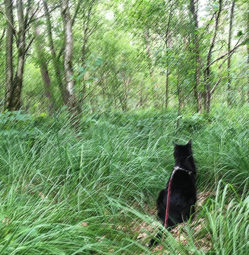 Black cat sitting in high grass in the woods.