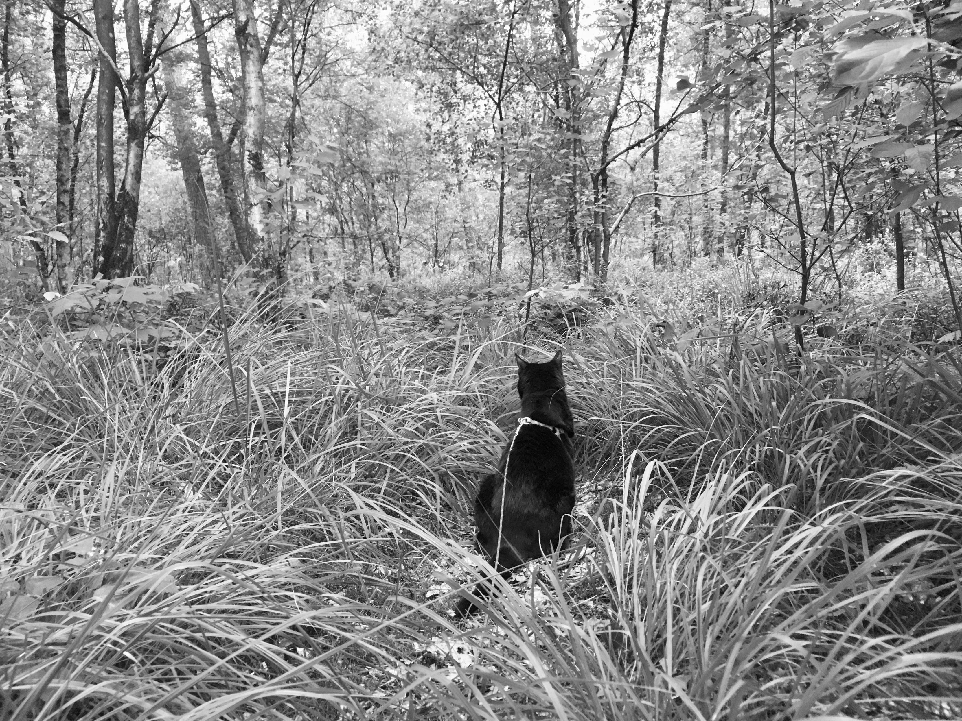 Black cat sitting in high grass in the woods.