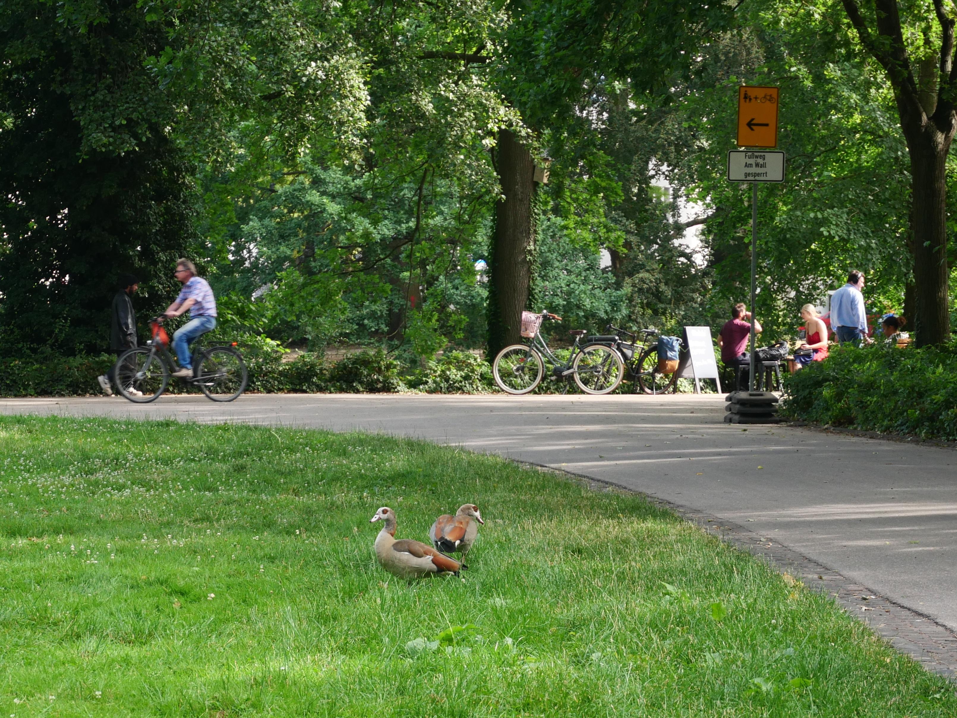 Two Egyptian geese rest on a grassy verge beside a tree-lined park path, while cyclists and pedestrians pass in the background. A yellow sign with a left-pointing arrow stands beside the path.