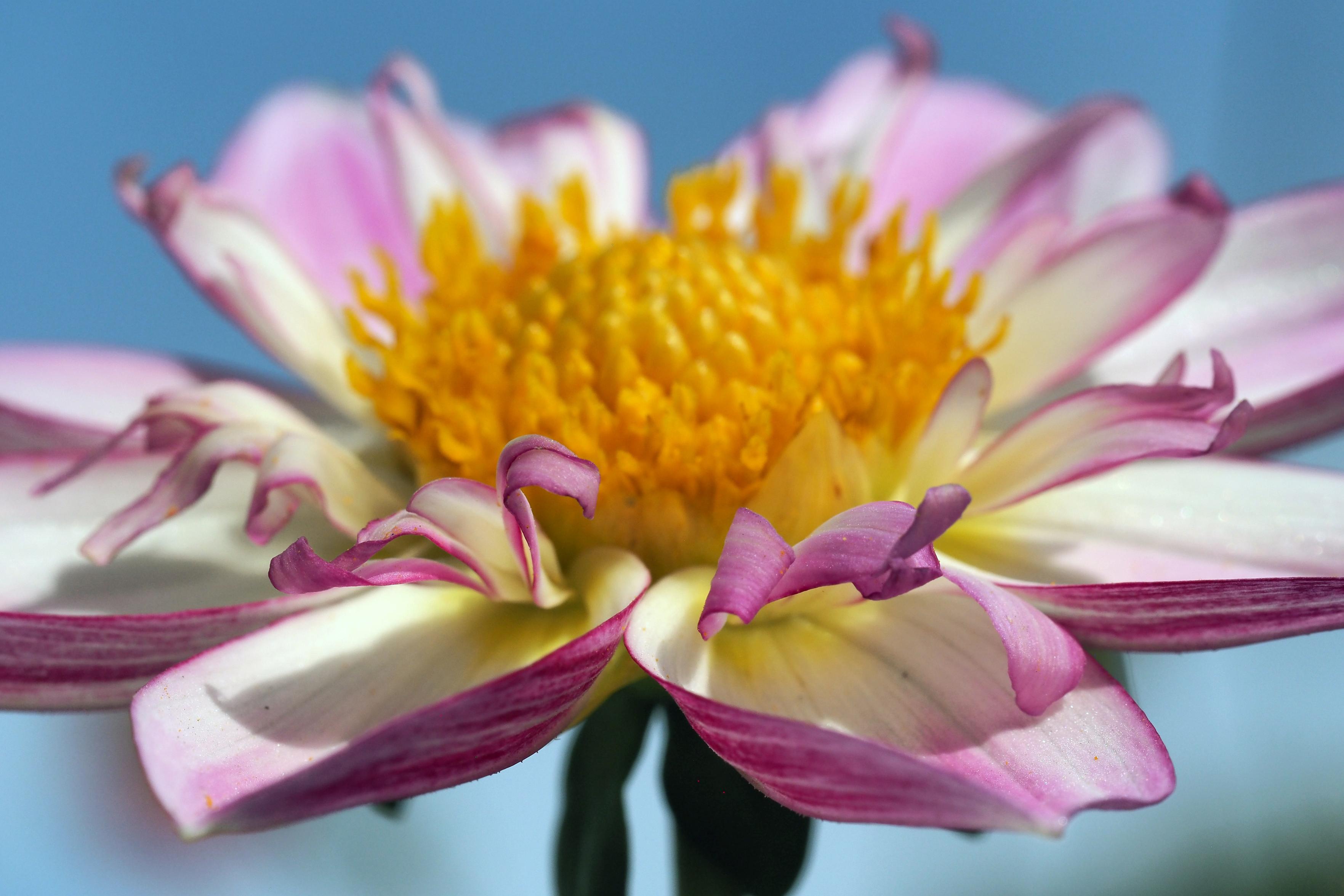 Nahaufnahme einer Dahlie mit weiß-pinkfarbenen Blütenblättern und gelbem Blütenkorb. Der Fokus liegt auf den vorderen Blättern, der Rest der Blüte ist eher unscharf. Etwas Blau im Hintergrund.

Close-up of a dahlia with white-pink petals and yellow flower basket. The focus is on the front leaves, the rest of the flowering is rather blurred. Some blue in the background.