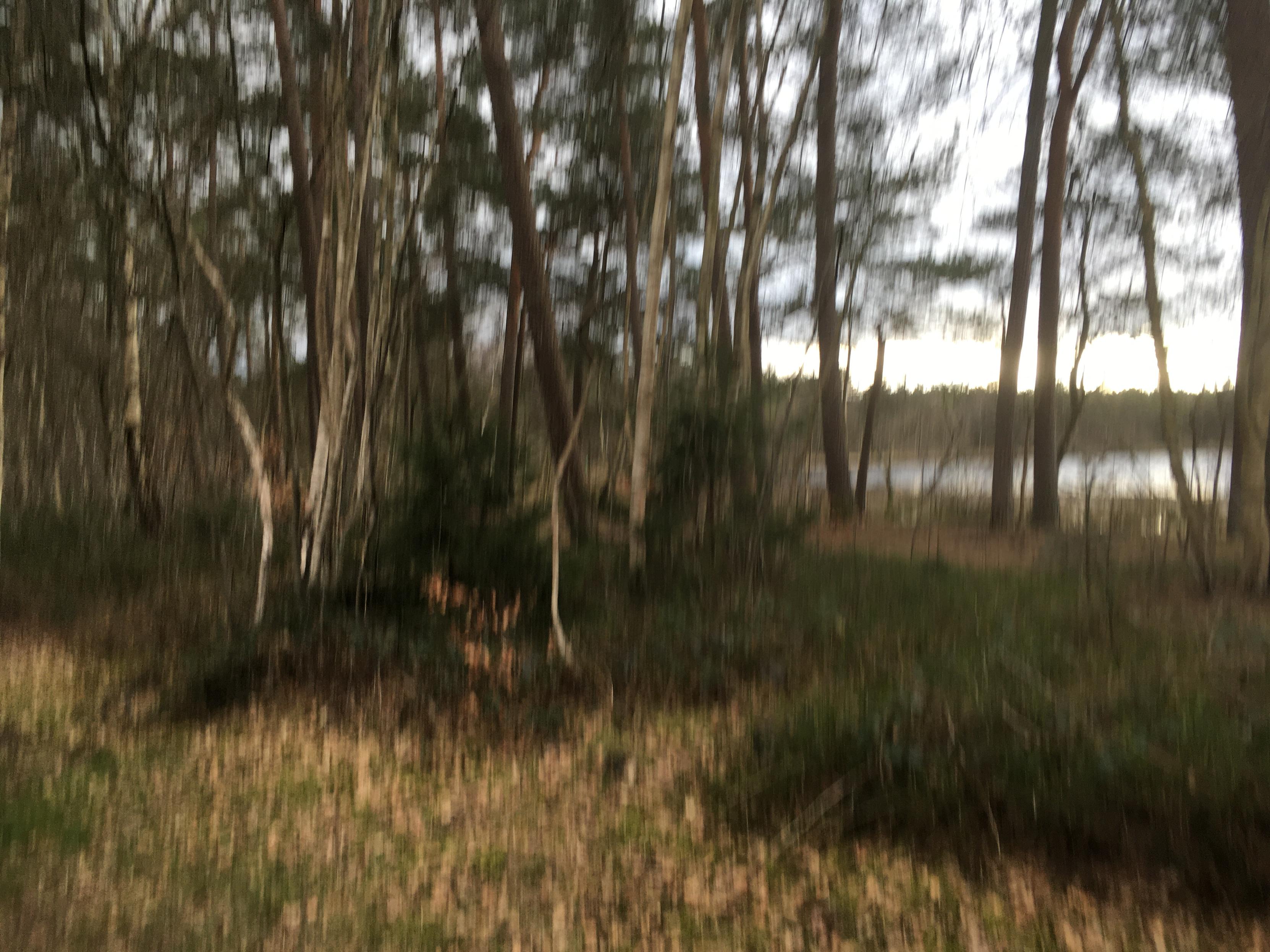 Gedeckte dunkle Farbtöne, von Grün bis Erdig, einzelne dunkle Kiefern vor einem See, grauer Himmel, helle Rinde junger Birken in einem kleinen Wäldchen. dunkle Blaubeeren und helles vertrocknetes Gras.

Das Bild ist gewollt verwischt.