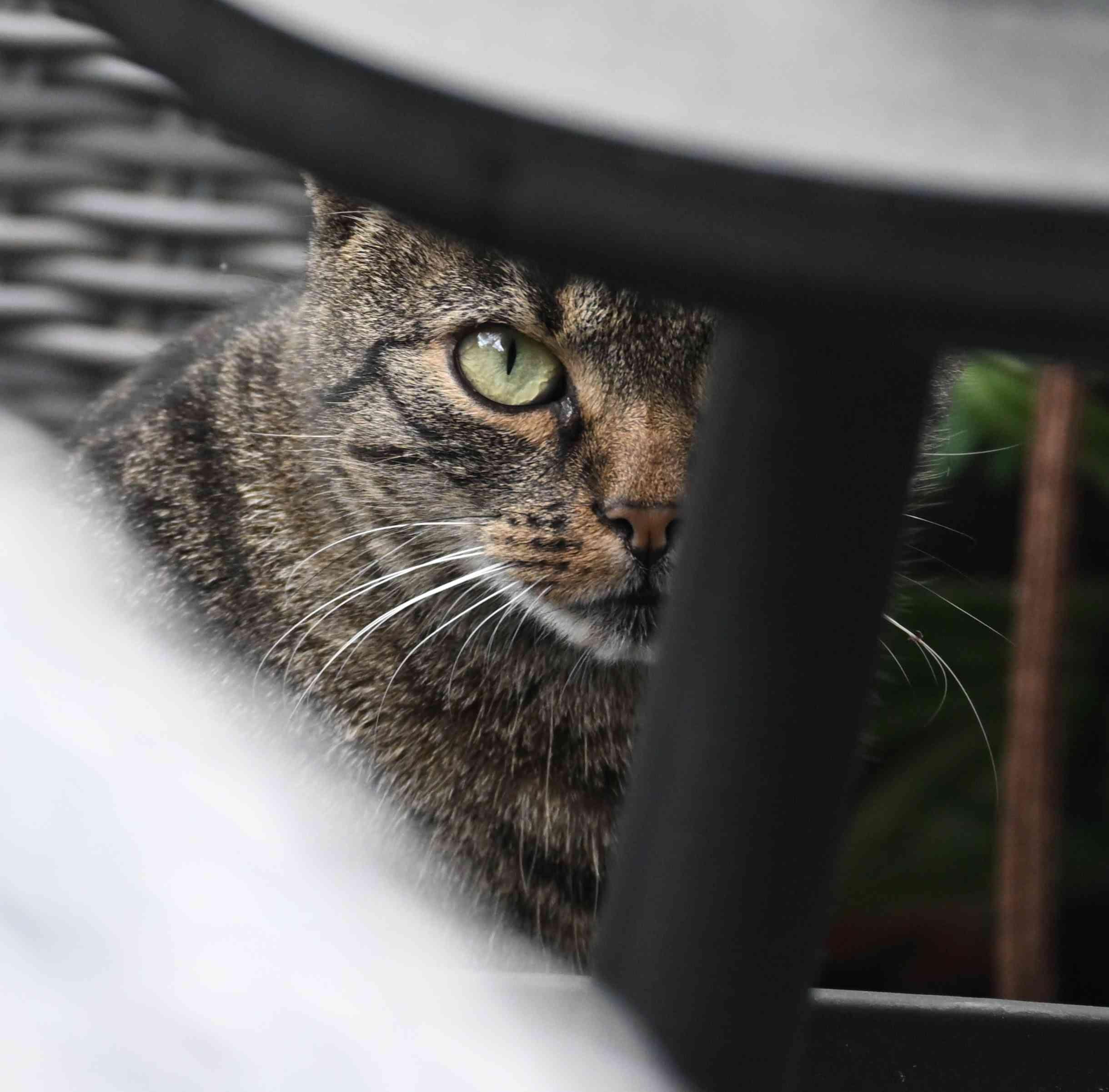 A tabby cat peers out from behind a dark object. Its green eye is clearly visible in the close-up shot.