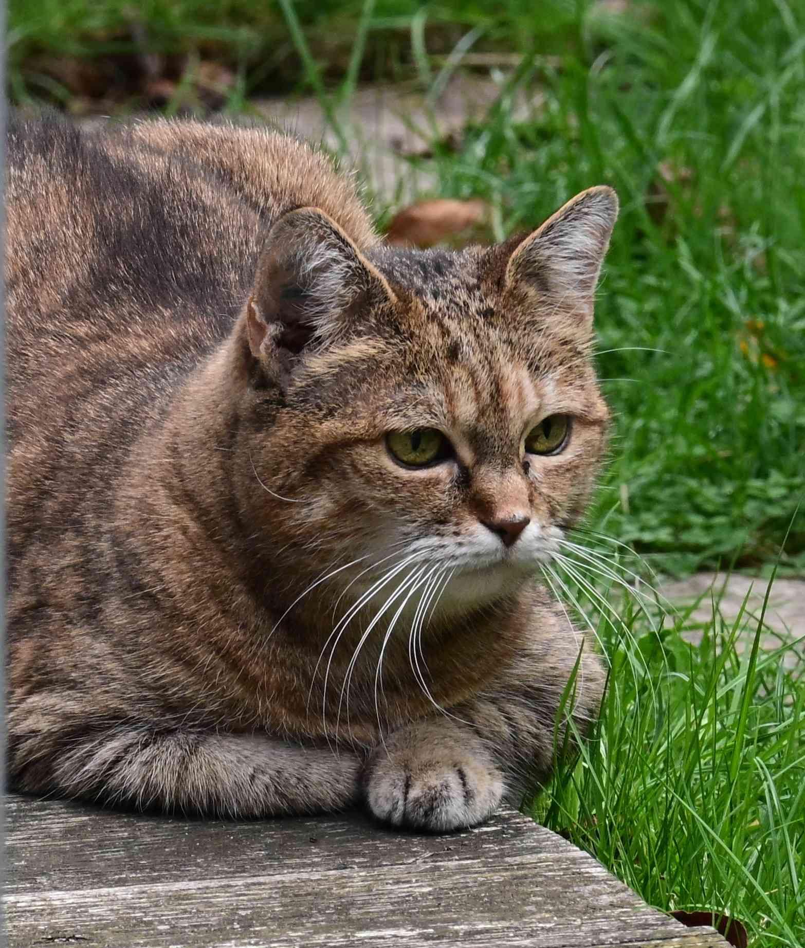 A tabby cat with green eyes lies on a wooden surface next to green grass. The cat is facing to the right, looking intently into the distance.