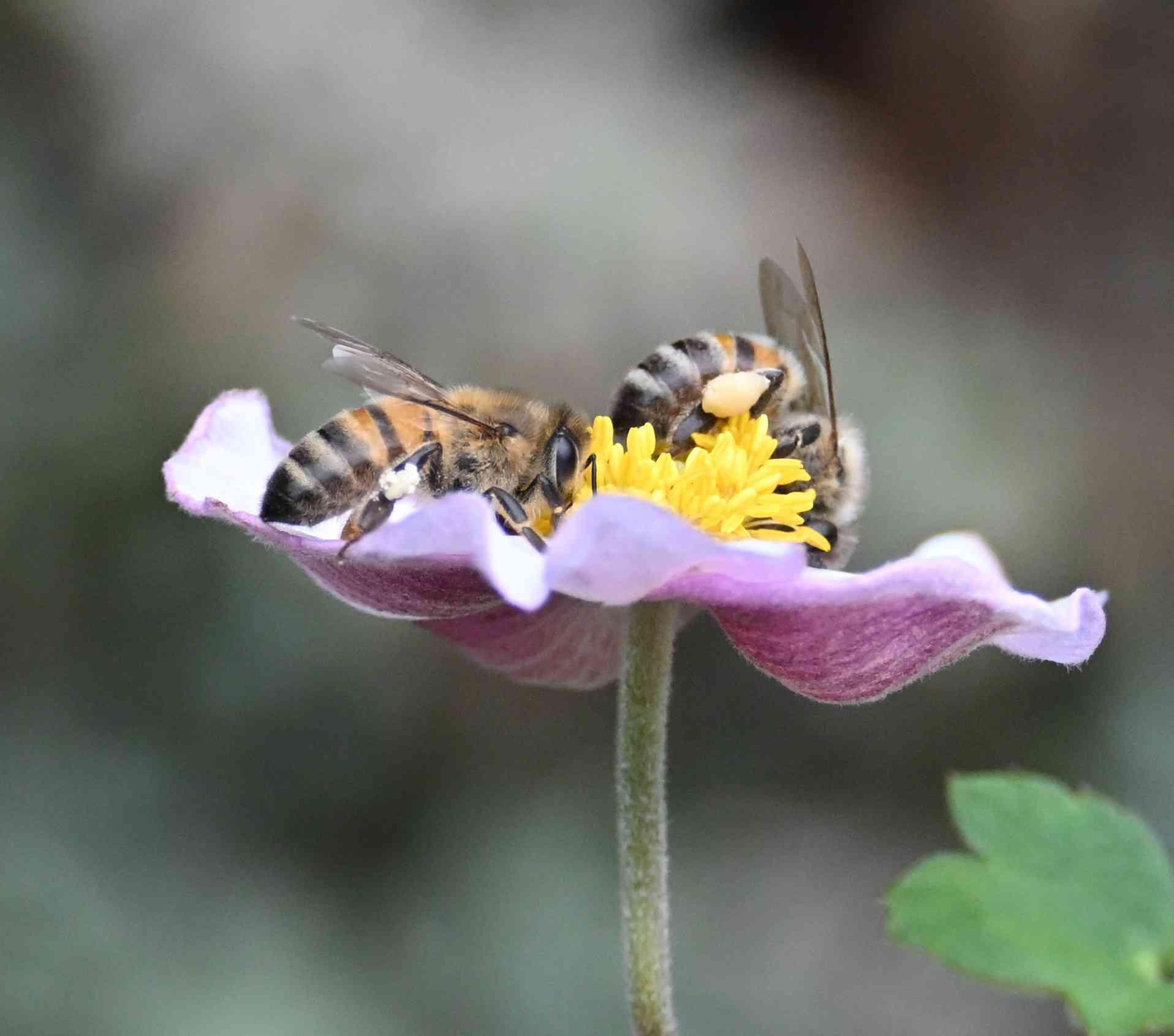 Two bees are gathering pollen from a purple and pink flower. One bee is on the left side of the flower, while the other is on the right, nestled in the yellow stamen.